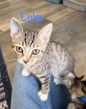 Luke -  Tabby Cat for Adoption in Crescent City, California - Luke | PetCurious