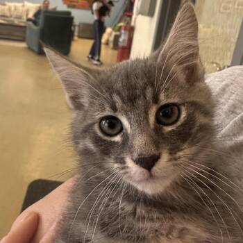 Maverik -  Domestic Short Hair Cat for Adoption in Park City, Utah - Maverik | PetCurious