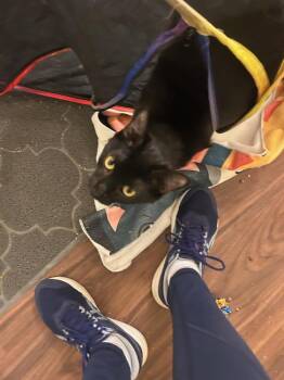 James -  Domestic Short Hair Cat Available for Adoption in Papillion, Nebraska - James | PetCurious