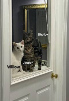 Jasper, Shelby, Willow -  Domestic Short Hair Cat for Adoption in Temple, Pennsylvania - Jasper, Shelby, Willow | PetCurious