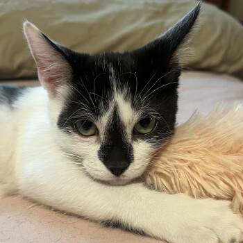 Rescue Domestic Short Hair Cats for Adoption in Santa Ana, California - Diamond | PetCurious