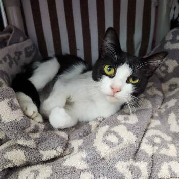 Rescue Domestic Short Hair Cats for Adoption in Walker, Michigan - Chili | PetCurious
