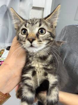 Tigrita -  Domestic Short Hair Cat for Adoption in Pomona, New York - Tigrita | PetCurious