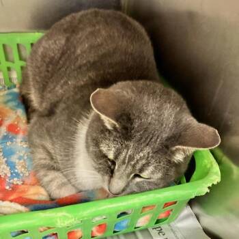 Domestic Short Hair Cats Available for Adoption - Charlie | PetCurious