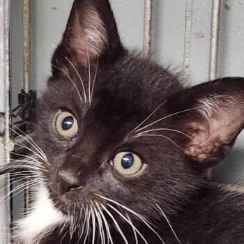 Domestic Short Hair Cats Available for Adoption in Corsicana, Texas - Rafiki K45755 | PetCurious