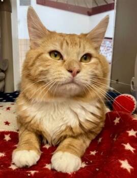 RALPH -  Domestic Long Hair Cat Available for Adoption in Springfield, Massachusetts - RALPH | PetCurious