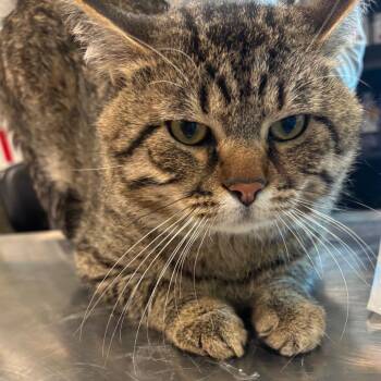 Domestic Short Hair Cats Available for Adoption in West Des Moines, Iowa - Jack Abbot | PetCurious