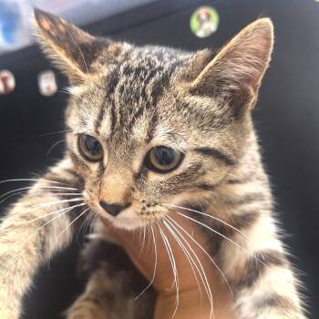 Tabitha -  Domestic Short Hair Cat for Adoption in Albert Lea, Minnesota - Tabitha | PetCurious