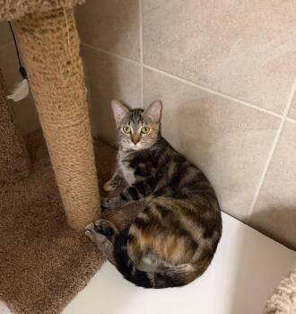 Rhodea BR14381-T -  Domestic Short Hair Cat for Adoption in Missouri City, Texas - Rhodea BR14381-T | PetCurious