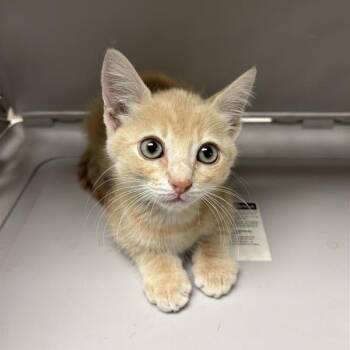 Leanno -  Domestic Medium Hair Cat for Adoption in Tempe, Arizona - Leanno | PetCurious