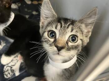 PANCHITO -  Domestic Short Hair Cat for Adoption in Tustin, California - PANCHITO | PetCurious