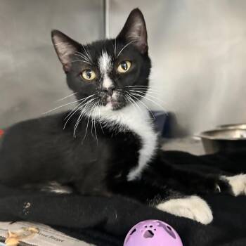 Arctic Puffin -  Domestic Short Hair Cat for Adoption in Newport, North Carolina - Arctic Puffin | PetCurious