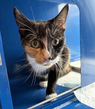 CINNAMON -  Domestic Short Hair Cat for Adoption in Westminster, Maryland - CINNAMON | PetCurious