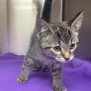 Lionel -  Tabby Cat for Adoption in Wyandotte, Michigan - Lionel | PetCurious