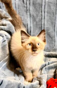 *Silly Willy -  Domestic Medium Hair Cat for Adoption in Newnan, Georgia - *Silly Willy | PetCurious