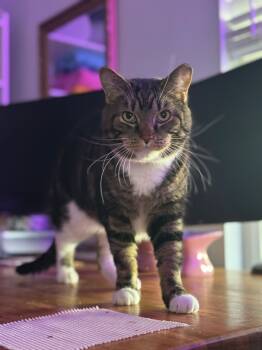 Rescue Domestic Short Hair Cats for Adoption in Fishers, Indiana - Mr. Beau | PetCurious