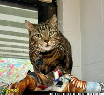 Domestic Short Hair Cats Available for Adoption - CHAOS | PetCurious