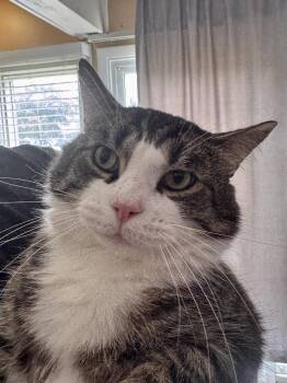 Paulie -  Domestic Short Hair Cat for Adoption in Wheaton, Illinois - Paulie | PetCurious