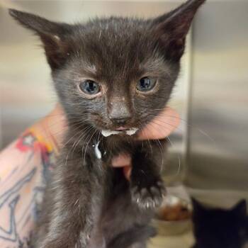 Christopher -  Domestic Short Hair Cat for Adoption in Asheville, North Carolina - Christopher | PetCurious