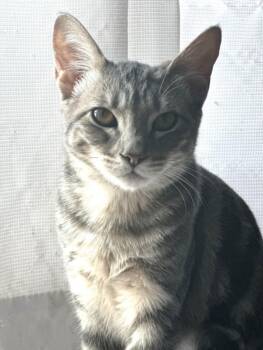 ASHLEY -  Domestic Medium Hair Cat for Adoption in Burbank, California - ASHLEY | PetCurious