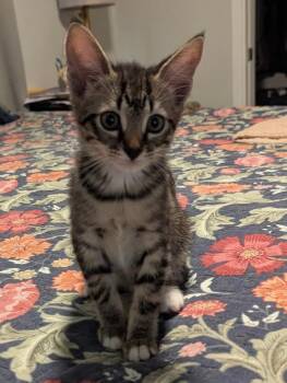 Rescue Domestic Short Hair Cats for Adoption in Oceanside, California - Mable | PetCurious