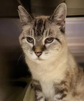 Little Miss Priss -  Domestic Short Hair Cat for Adoption in New Albany, Indiana - Little Miss Priss | PetCurious