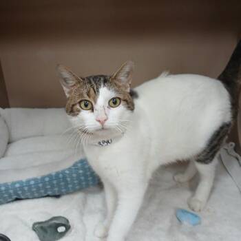 Domestic Short Hair Cats Available for Adoption in Birmingham, Alabama - Tuck | PetCurious