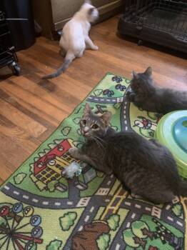 Rescue Domestic Short Hair Cats for Adoption in Emporia, Kansas - Ruby | PetCurious