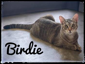 Domestic Short Hair Cats Available for Adoption - Birdie | PetCurious