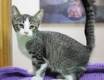 Skeletor -  Domestic Short Hair Cat for Adoption in Portage, Wisconsin - Skeletor | PetCurious
