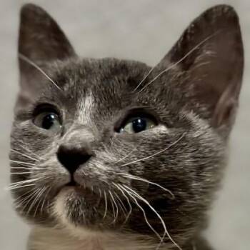 New Jersey -  Domestic Short Hair Cat for Adoption in Pleasanton, California - New Jersey | PetCurious