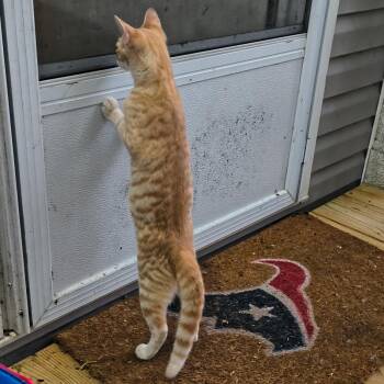 Oliver -  Domestic Short Hair Cat for Adoption in Baytown, Texas - Oliver | PetCurious