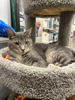 Rescue Domestic Short Hair Cats for Adoption in Franklin Township, New Jersey - Silver | PetCurious
