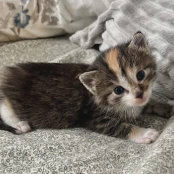 Domestic Long Hair Cats Available for Adoption in Lyle, Minnesota - Eowyn | PetCurious