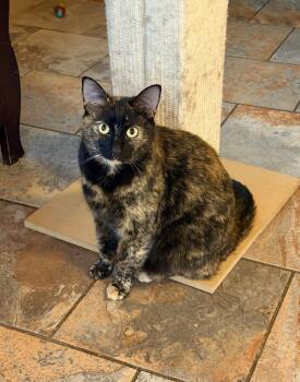 Tortoiseshell Cats Available for Adoption in Capshaw, Alabama - ANDES | PetCurious
