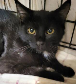 Barry -  Domestic Short Hair Cat for Adoption in Oviedo, Florida - Barry | PetCurious