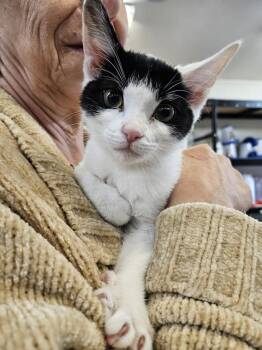 Domestic Short Hair Cats Available for Adoption - Carebear | PetCurious