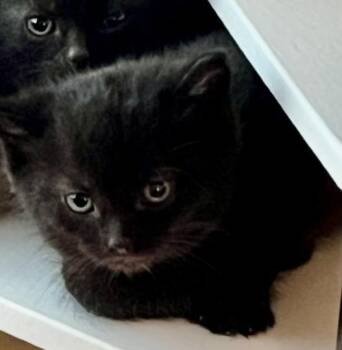 Domestic Short Hair Cats Available for Adoption in Port Washington, Wisconsin - Trigger  | PetCurious