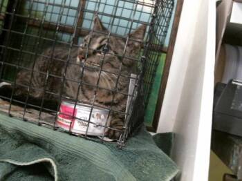 Domestic Short Hair Cats Available for Adoption - A2064139 | PetCurious