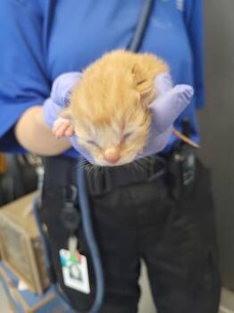 Domestic Short Hair Cats Available for Adoption in Lawrenceville, Georgia - Fm 1 | PetCurious