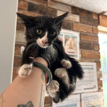 Scrappy -  Domestic Short Hair Cat for Adoption in Coachella, California - Scrappy | PetCurious