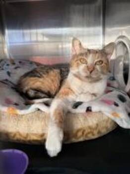 Rescue Domestic Short Hair Cats for Adoption in Manitowoc, Wisconsin - Finch | PetCurious