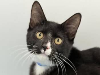 Wyatt -  Domestic Short Hair Cat for Adoption in Portland, Oregon - Wyatt | PetCurious
