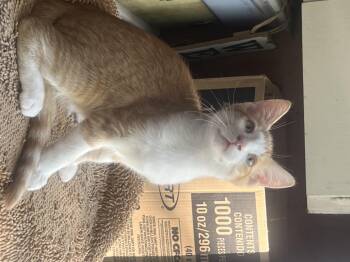 Rescue Domestic Short Hair Cats for Adoption in Caseville, Michigan - Benson | PetCurious