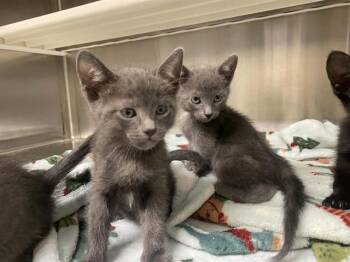Domestic Short Hair Cats Available for Adoption in Tustin, California - WAVE | PetCurious