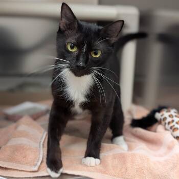 Ruby -  Domestic Short Hair Cat for Adoption in St. Augustine, Florida - Ruby | PetCurious