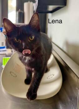 Domestic Short Hair Cats Available for Adoption - Lena | PetCurious