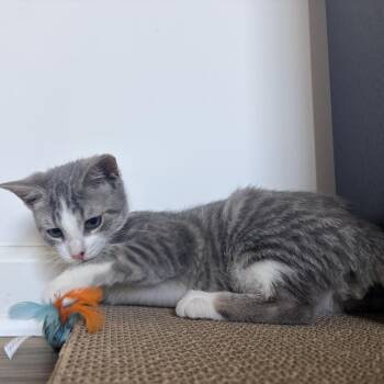 Odd Jobs -  Domestic Short Hair Cat for Adoption in Fredericksburg, Virginia - Odd Jobs | PetCurious