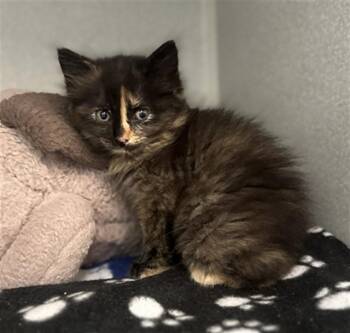 MARMALADE -  Domestic Short Hair Cat for Adoption in Dallas, Texas - MARMALADE | PetCurious