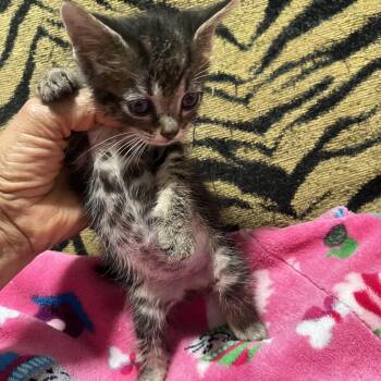 Tabby Cats Available for Adoption in Parkland, Florida - Baby Sandra  | PetCurious